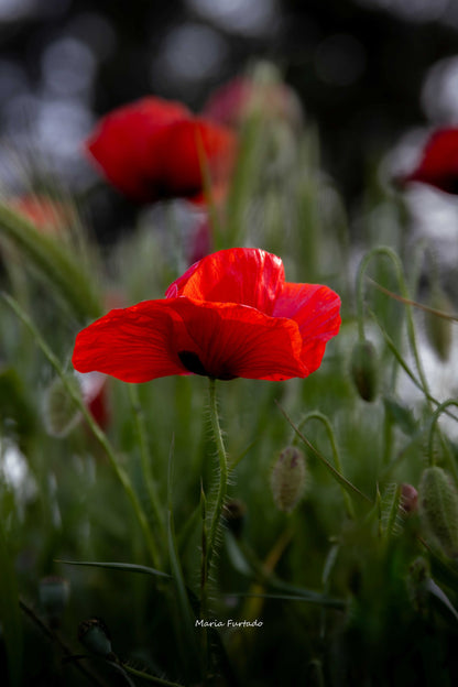 Ritual Dia dos Namorados com Chá e Mel Biológico — Pausa a Dois